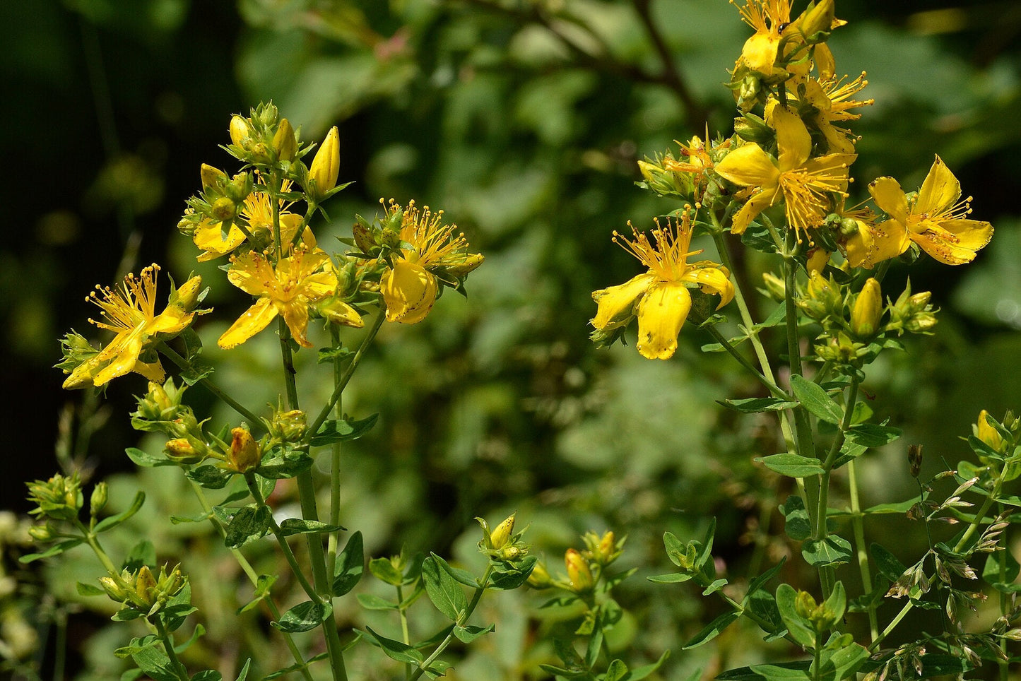 Yellow flowers with green leaves on a blurred natural background