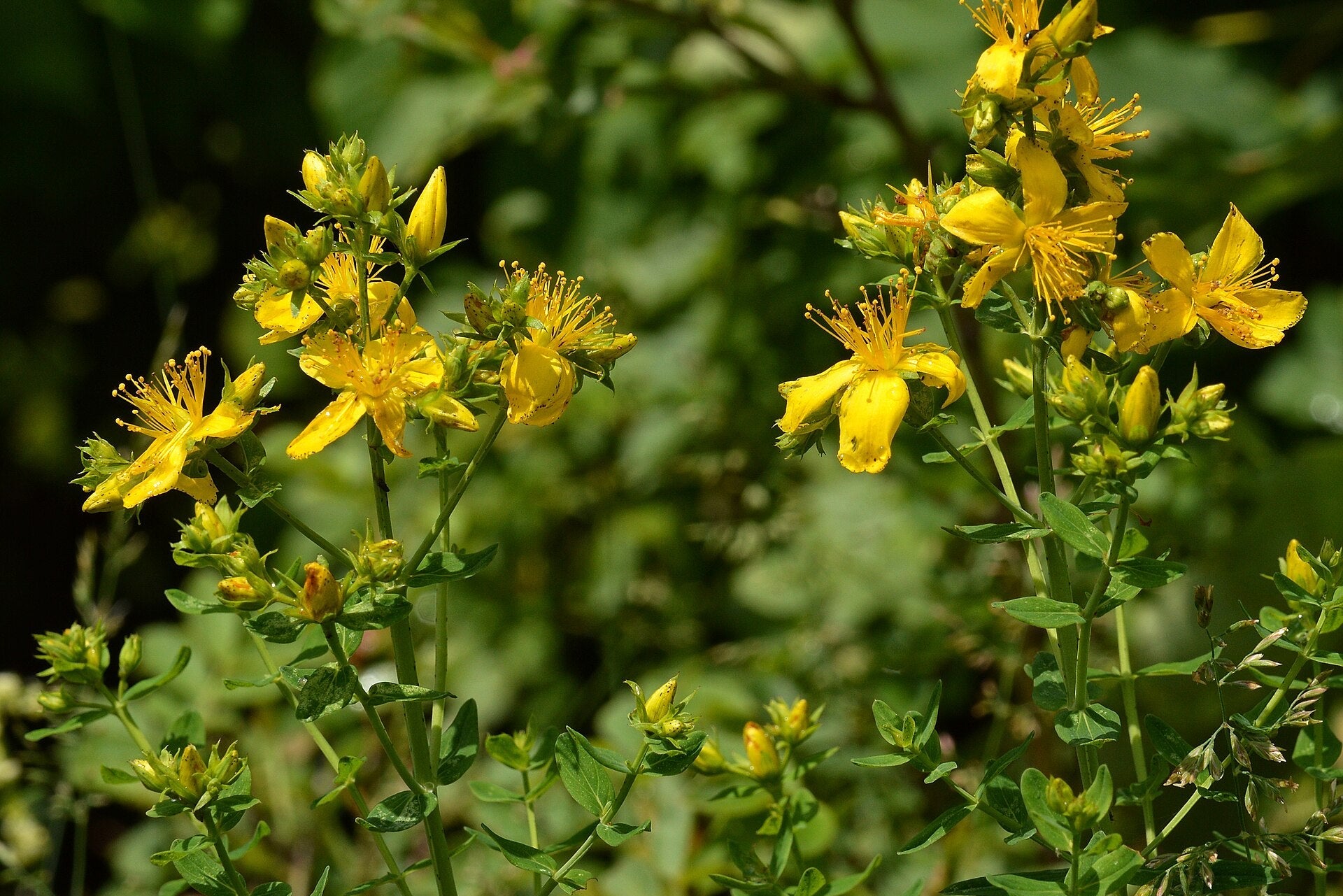 Yellow flowers with green leaves on a blurred natural background