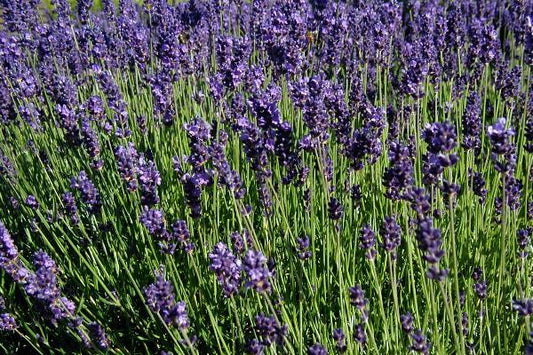 lavender purple plants