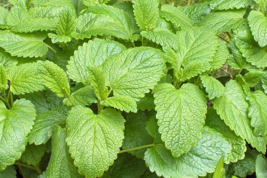 lemon balm.plant green bushy