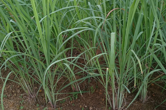 Close-up of green grass with a focus on texture and color