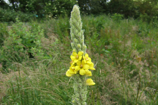 Mullein - yellow flowers 