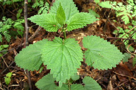 Close-up of green leaves on a forest floor with brown leaves and twigs.