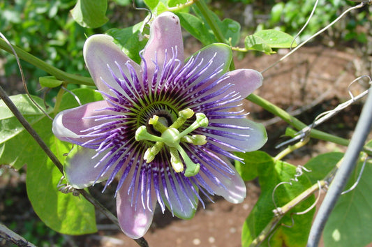 Purple flower with green center on a leafy background