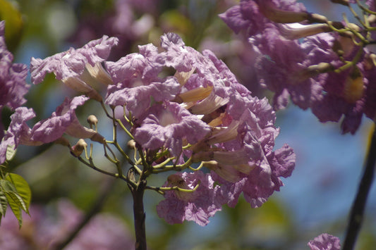 Close-up of pink flowers with a blurred natural background