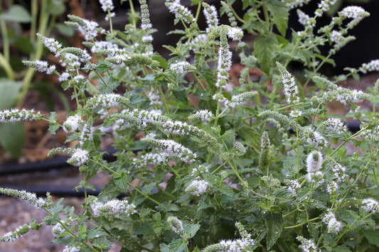 Mint plant with small white flowers and green leaves