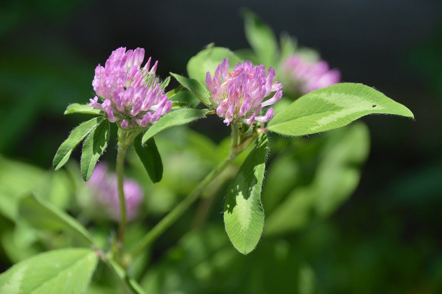 red clover , pink flowers , green leafe shadow