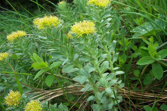 Green plant with yellow flowers in a natural setting