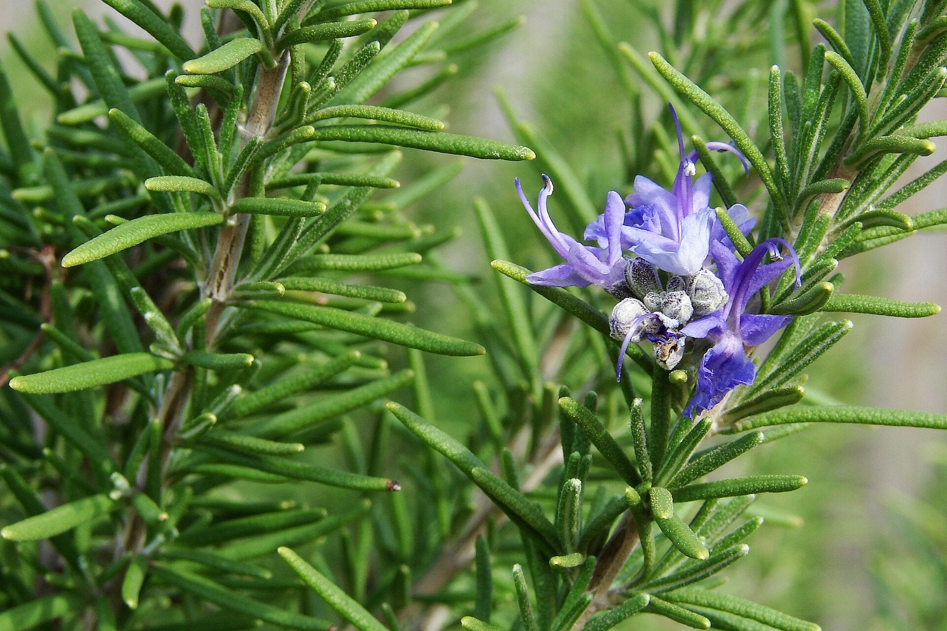Close-up of a purple flower on a green plant