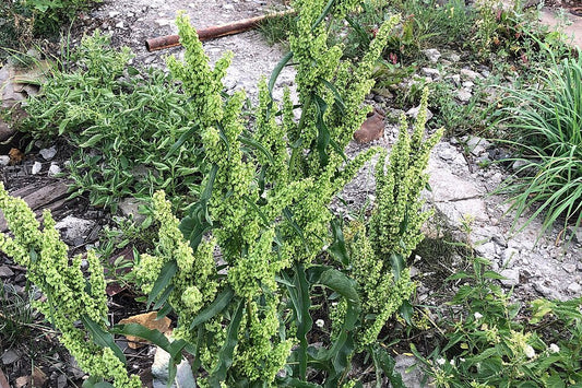 Yellow Dock Root (Rumex crispus)