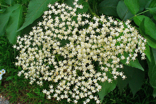 White flower cluster surrounded by green leaves