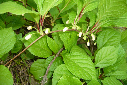 Close-up of green leaves and small white flowers on a plant