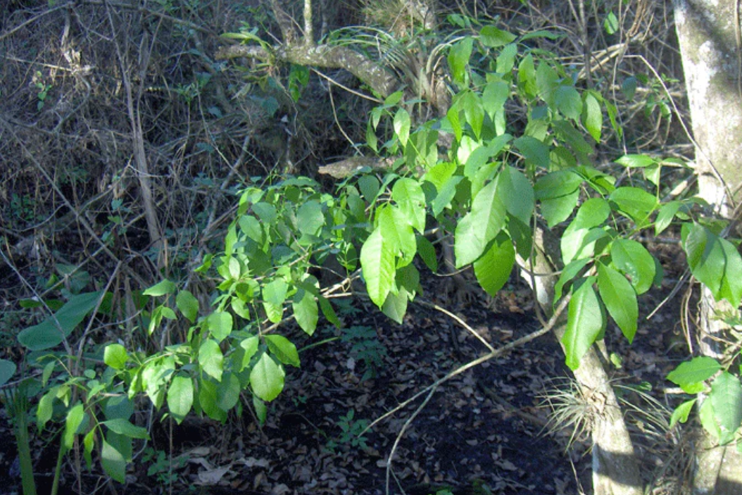 Green leaves on a tree branch with a forest background