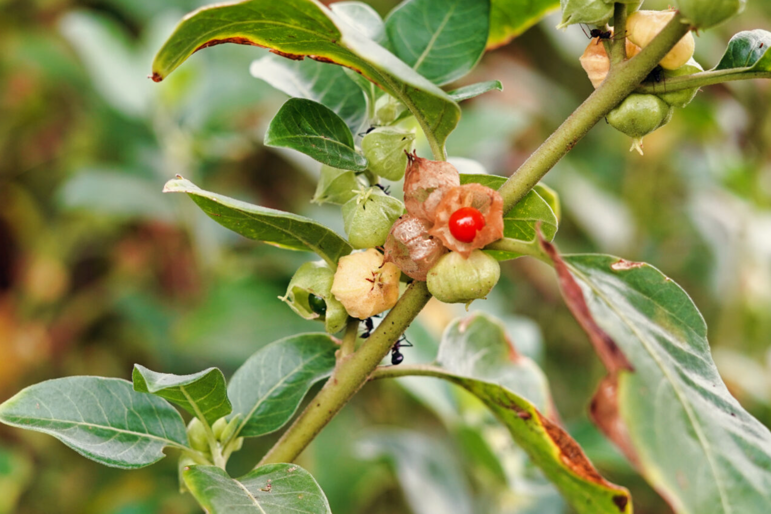 Close-up of a plant with green leaves and red berries on a blurred natural background