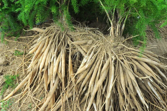Shatavari Root Powder