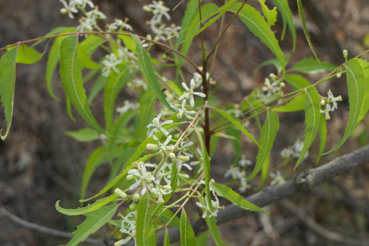 Close-up of a branch with green leaves and small white flowers against a blurred natural background