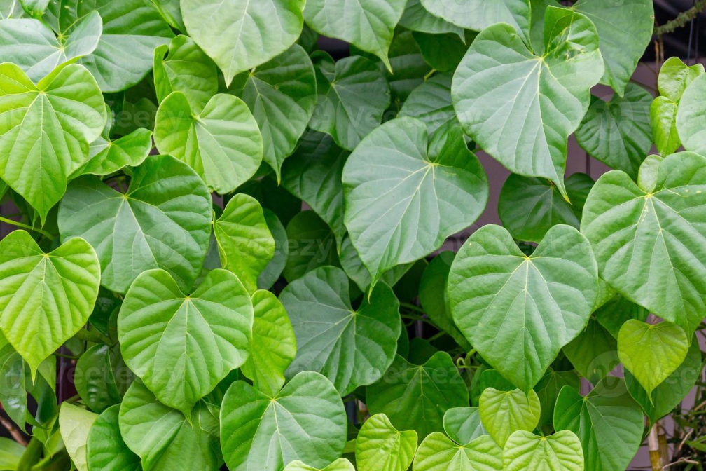 Close-up of heart-shaped green leaves