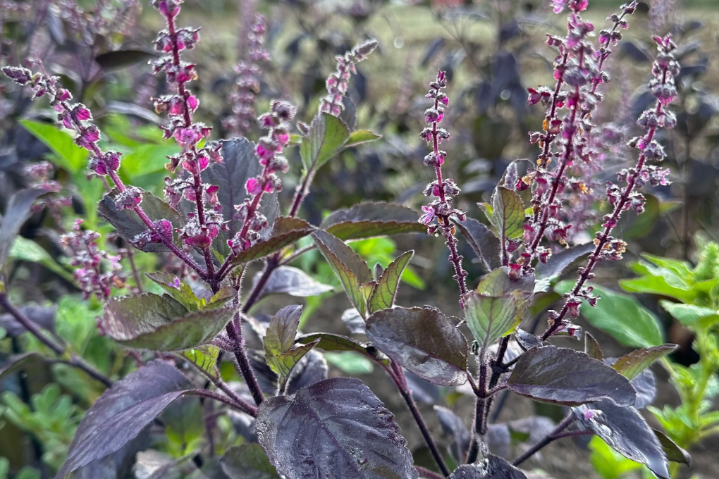 Close-up of purple basil plants with green leaves