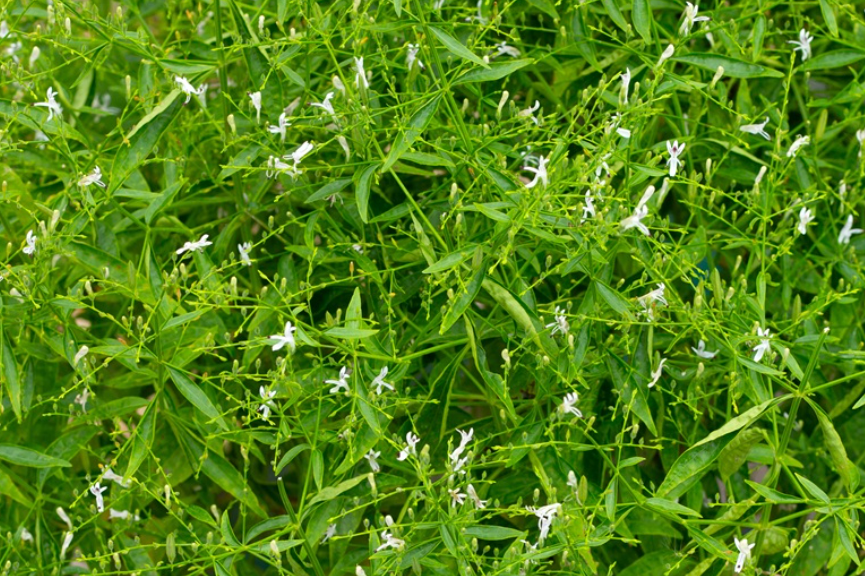 Close-up of a green plant with small white flowers