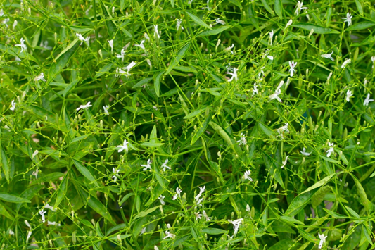 Close-up of a green plant with small white flowers