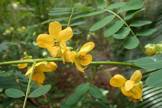 Yellow flowers on a green plant with a blurred natural background