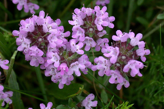Thyme - Thymus vulgaris