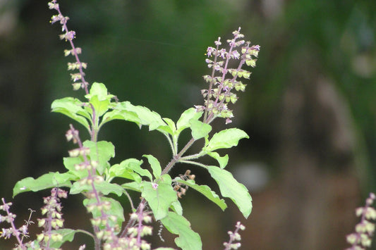 Herb with green leaves and purple flowers against a blurred natural background