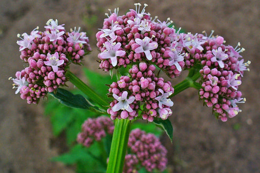 Close-up of pink and white flowers with green leaves on a blurred background