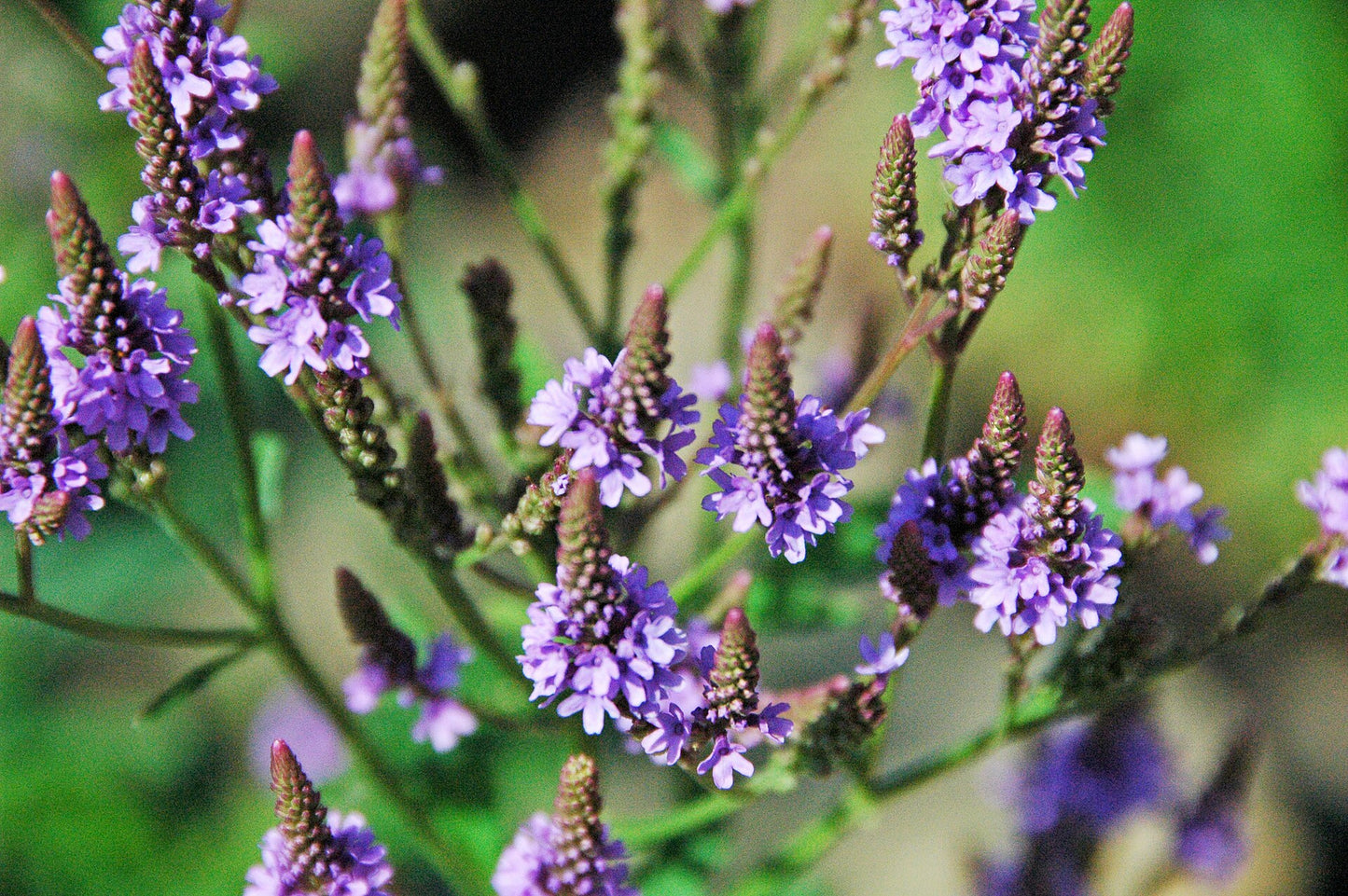 Close-up of purple flowers with a blurred green background