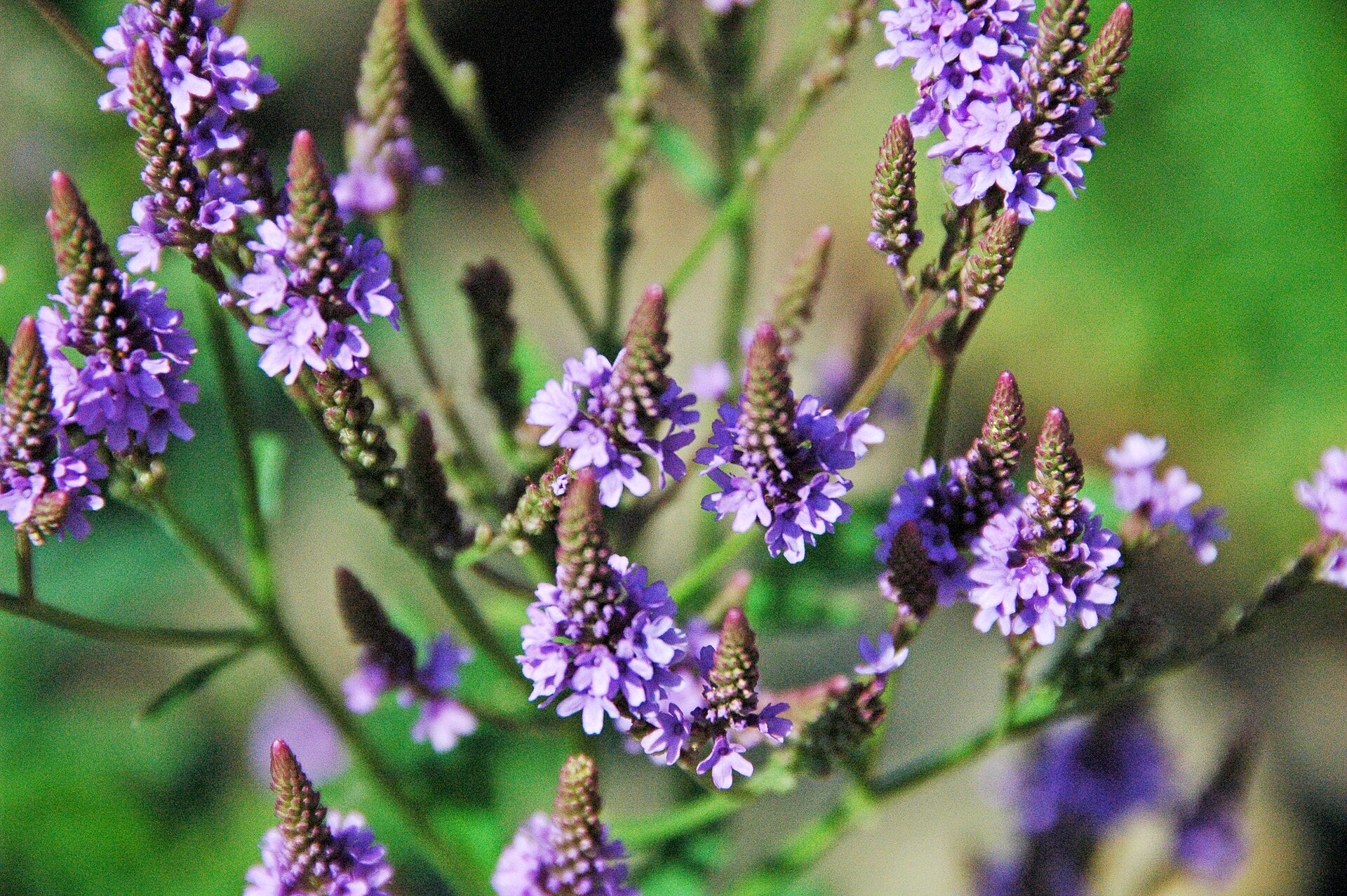 Close-up of purple flowers with a blurred green background
