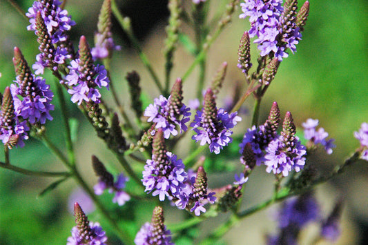 Close-up of purple flowers with a blurred green background