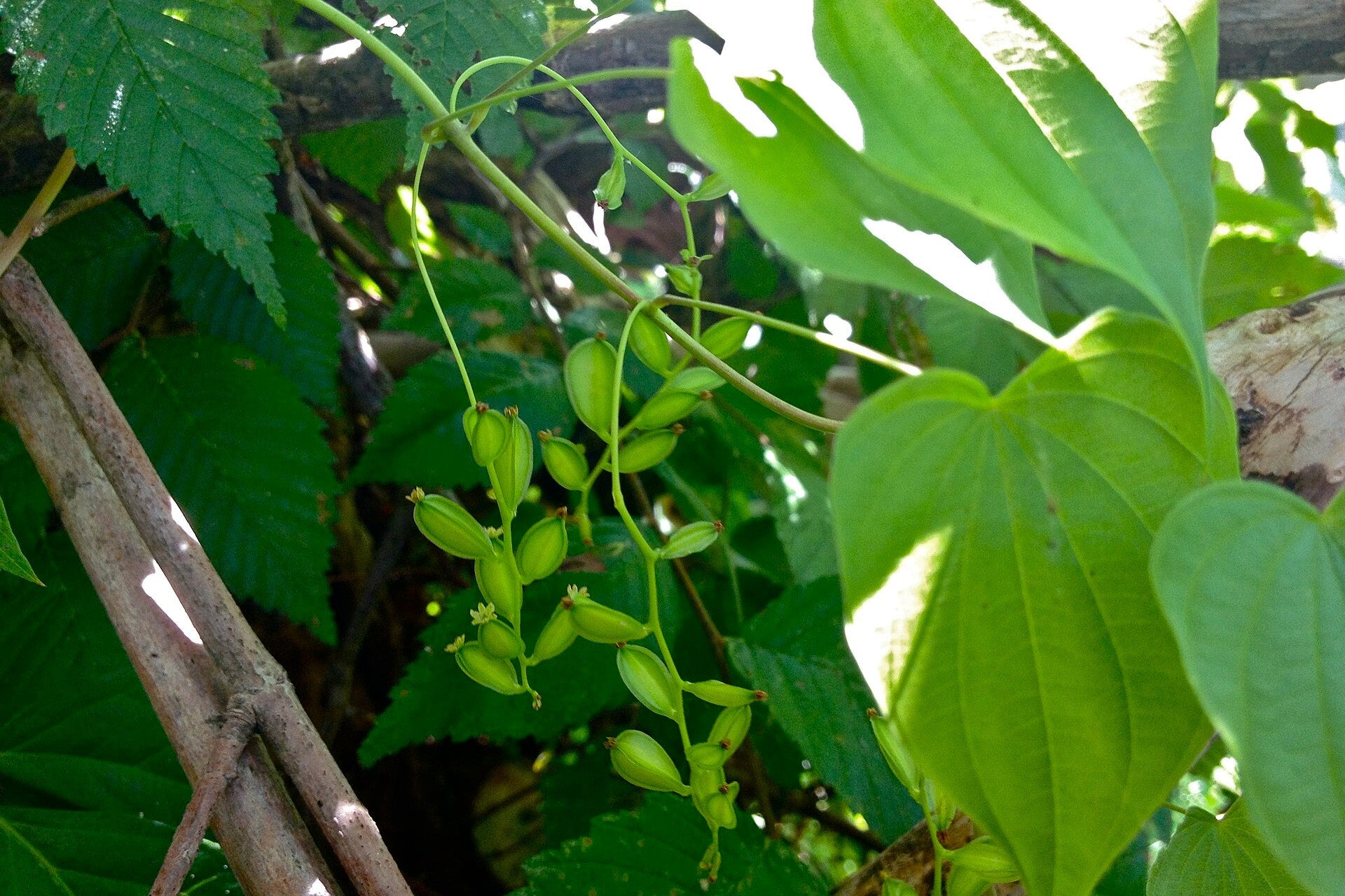 Close-up of green leaves and stems with a blurred background