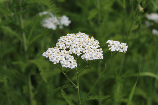 Yarrow (Achillea millefolium) white flowers and stem and green leaf 