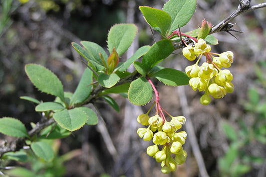 Barberry herb , leaf and flowers