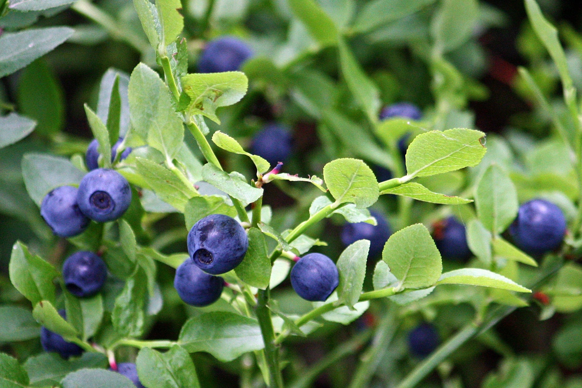 bilberry, with leaves green and purplpe berries with stem 