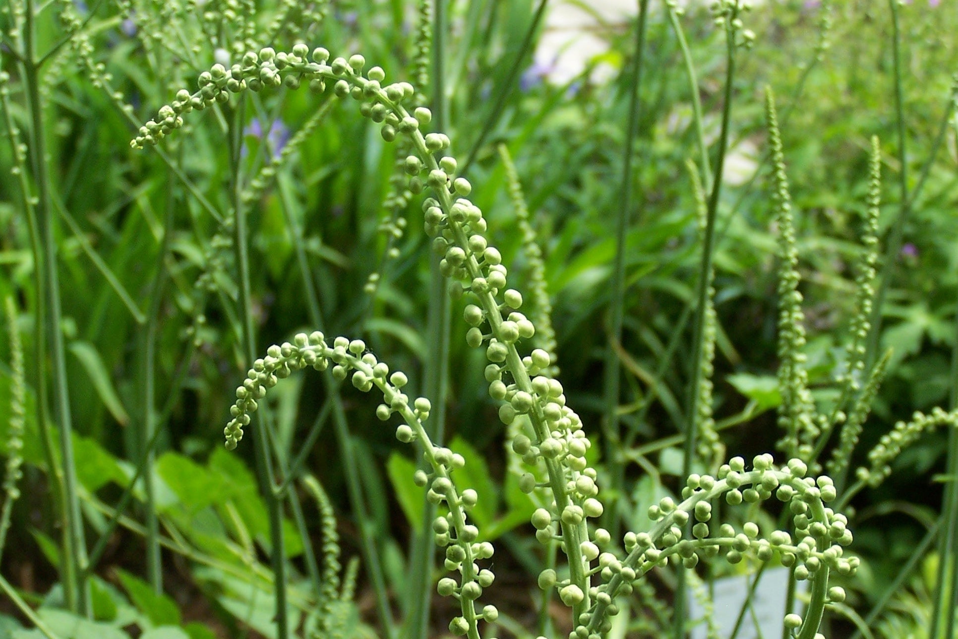 Black Cahosh, stems and green leaves 