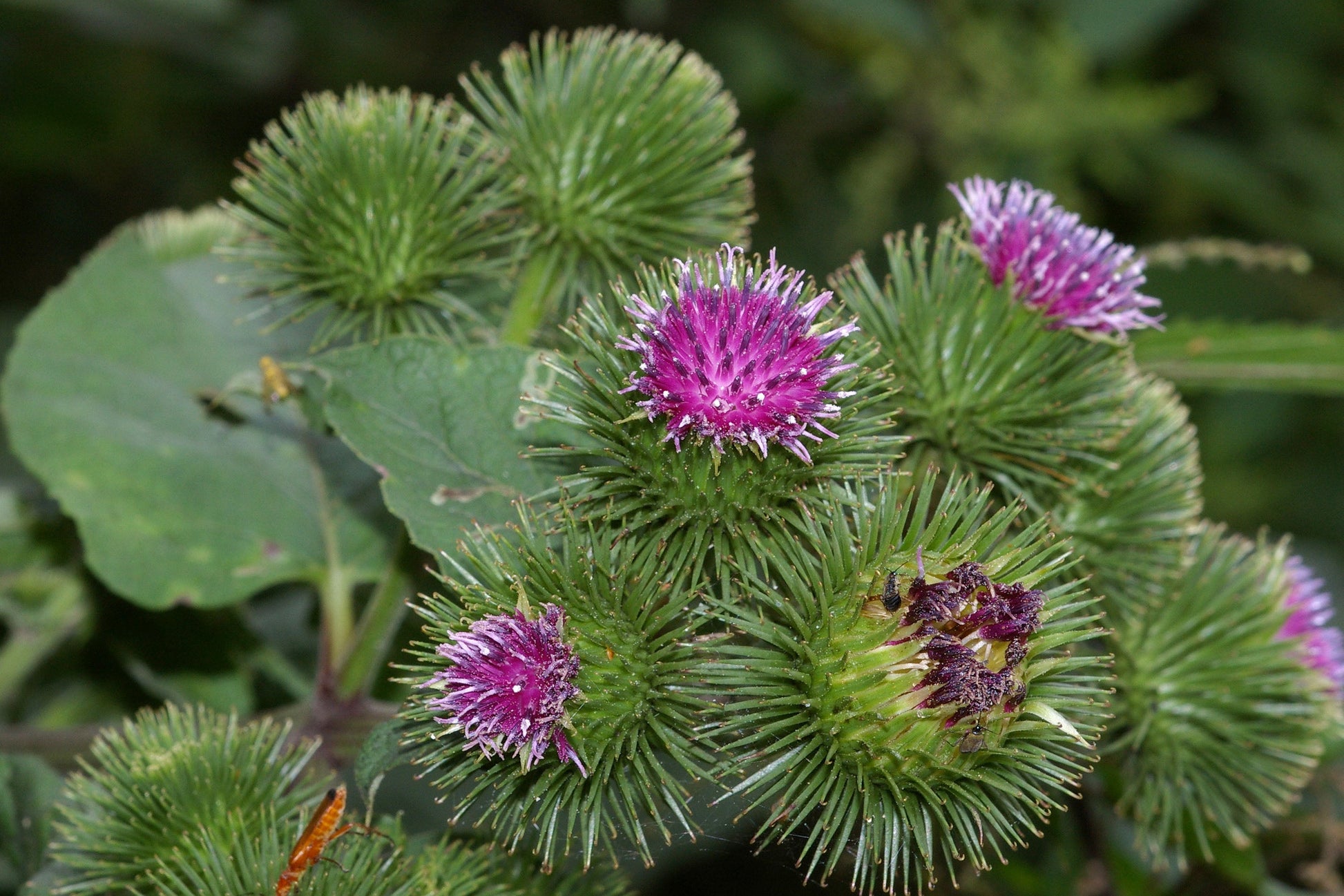Burdock root, green. spikes plant 