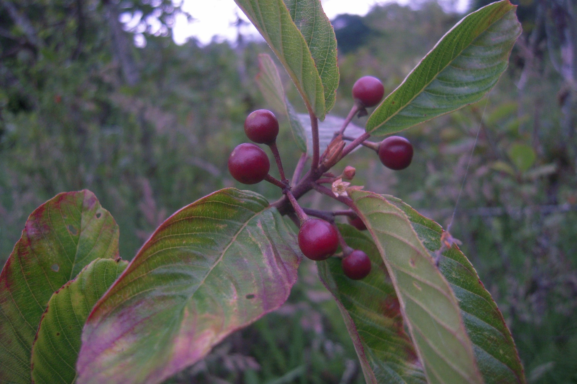 Rhamnus purshiana cascara , plant with red bulb.