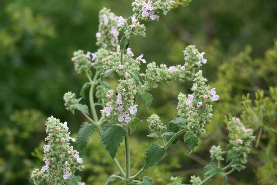 Catnip plant with herbs and flowers green 