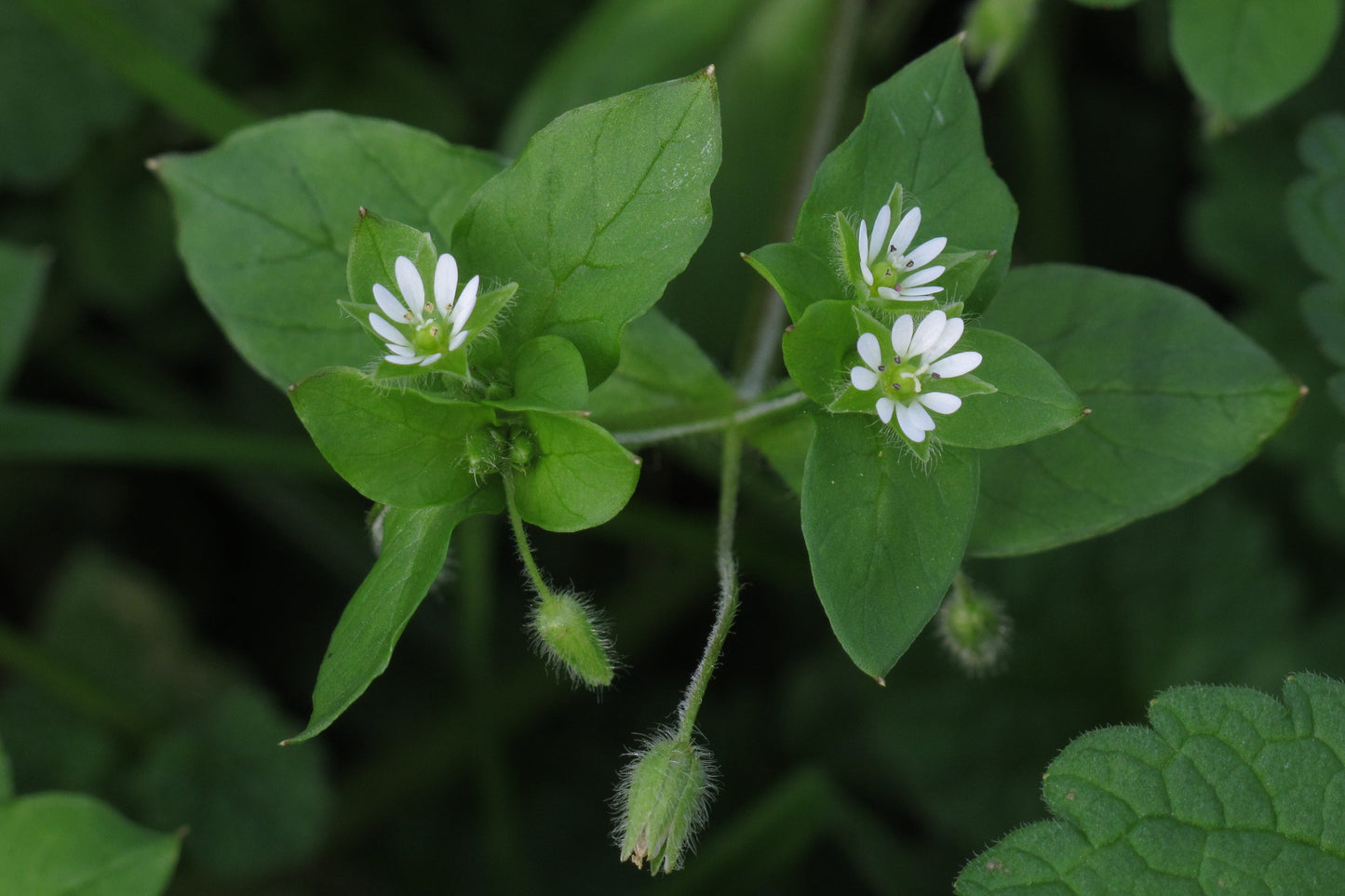chickweed plant - white flowers 