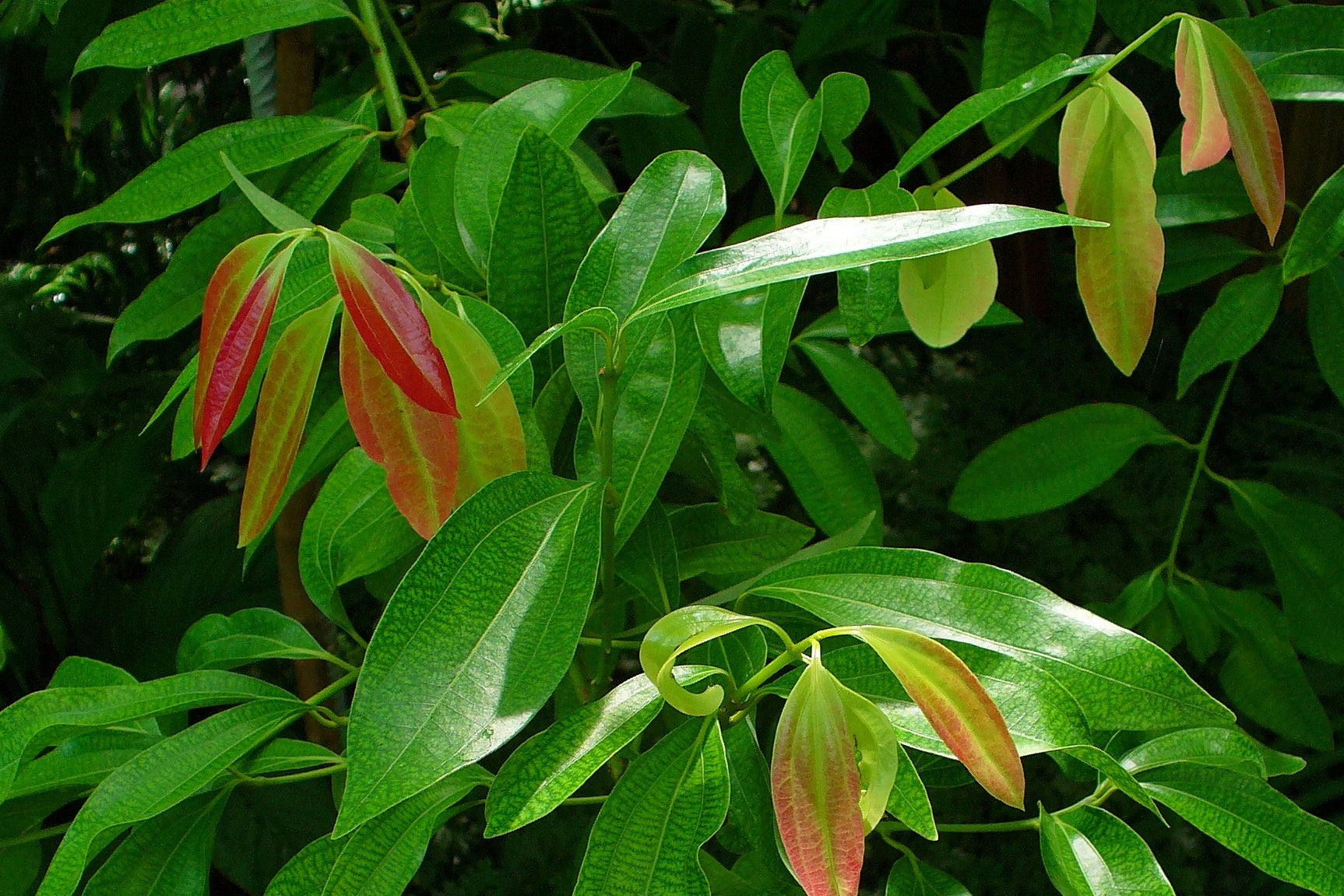 ceylon cinnamon alba  leaves. 