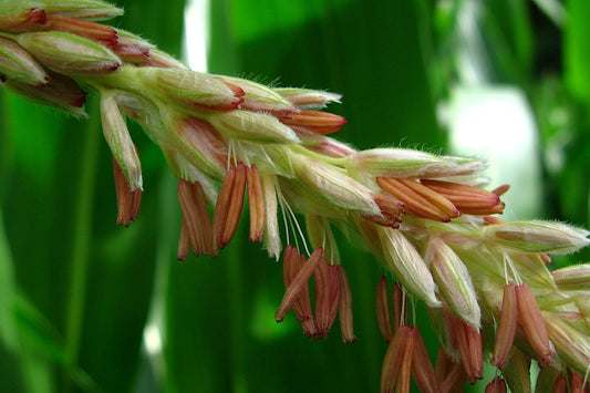 corn silk - male  plant.