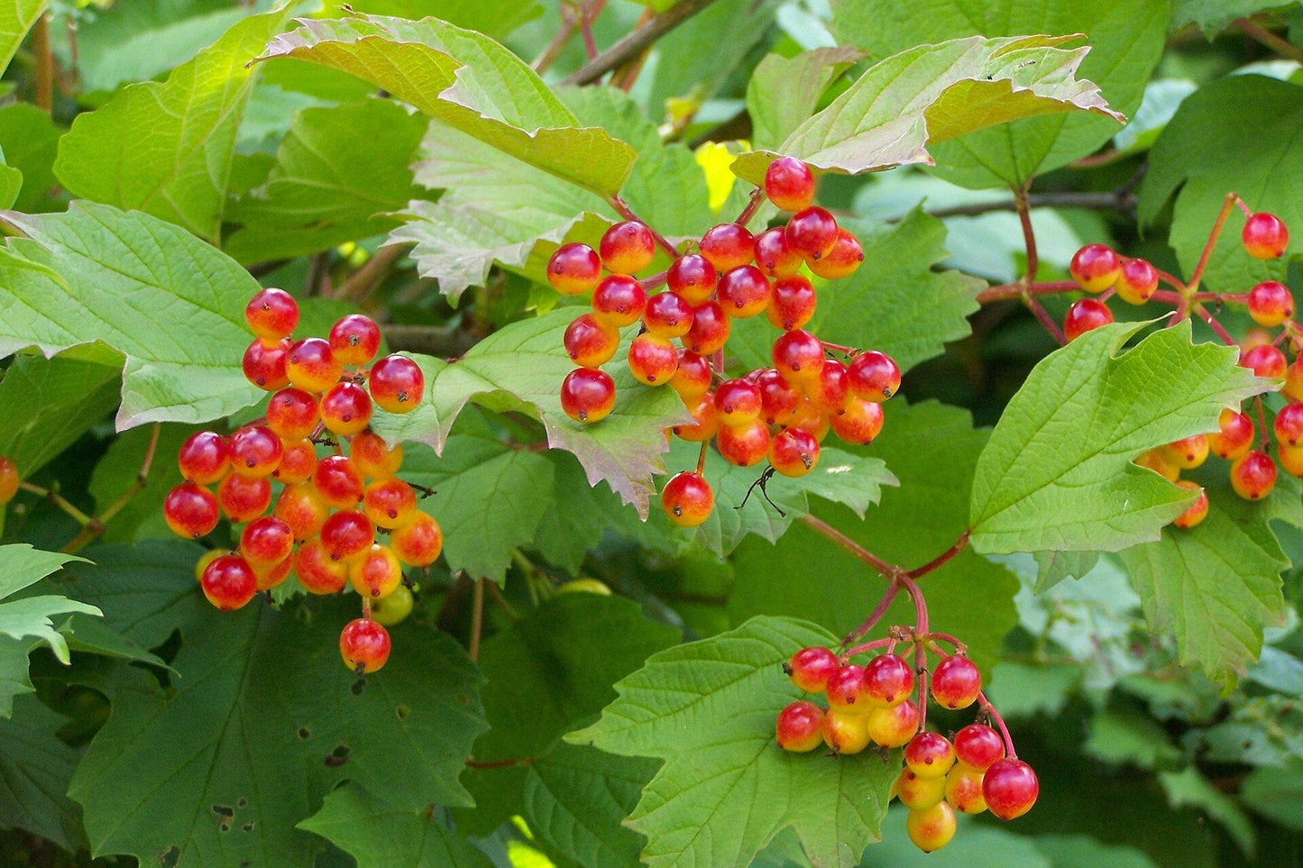 Bunches of red and yellow berries on a green leafy plant