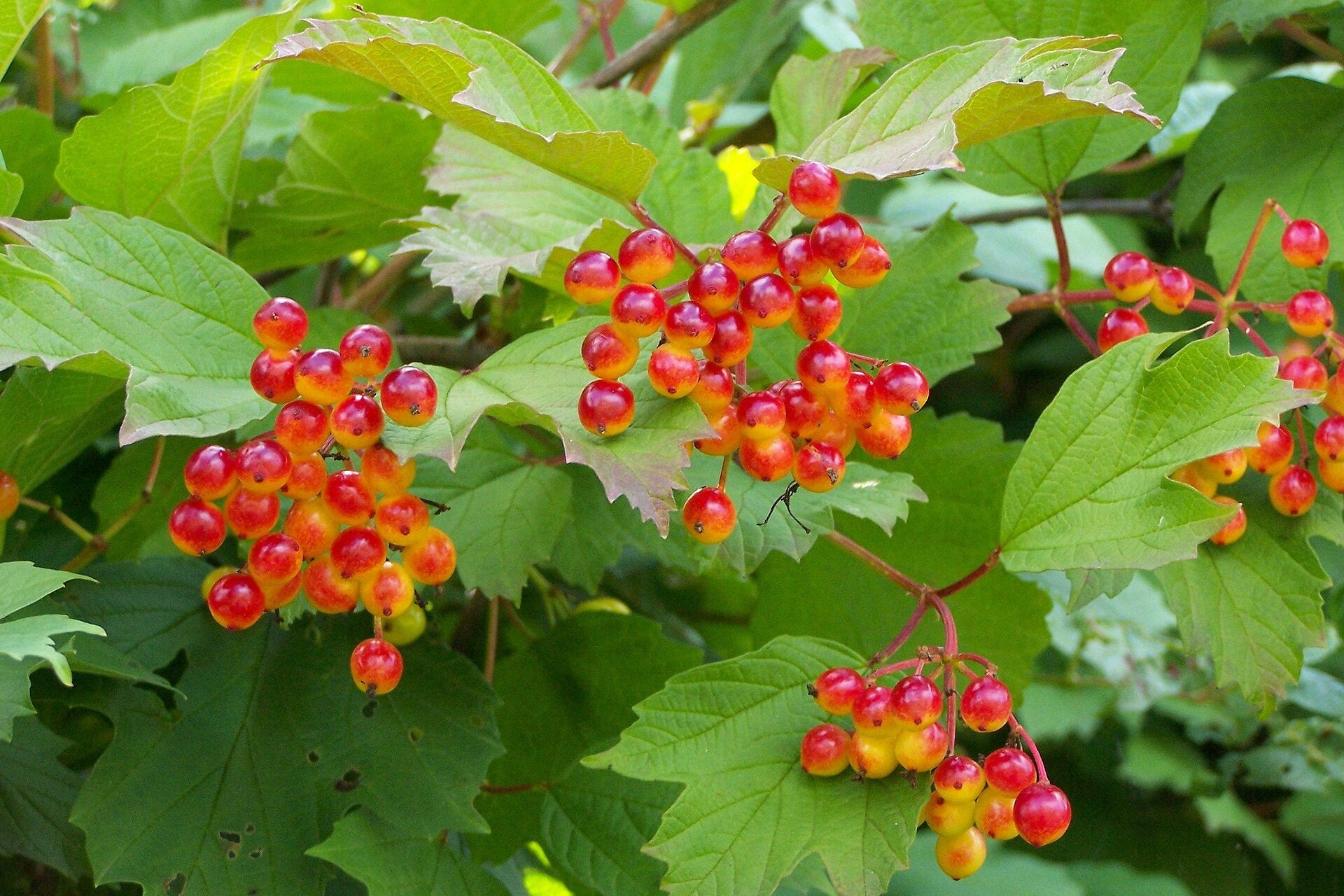 Bunches of red and yellow berries on a green leafy plant