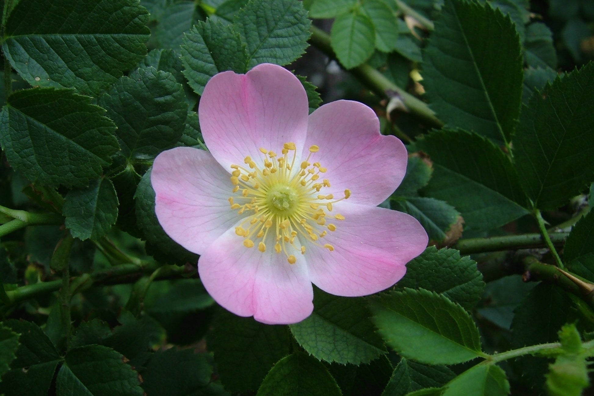 Pink flower with yellow center surrounded by green leaves