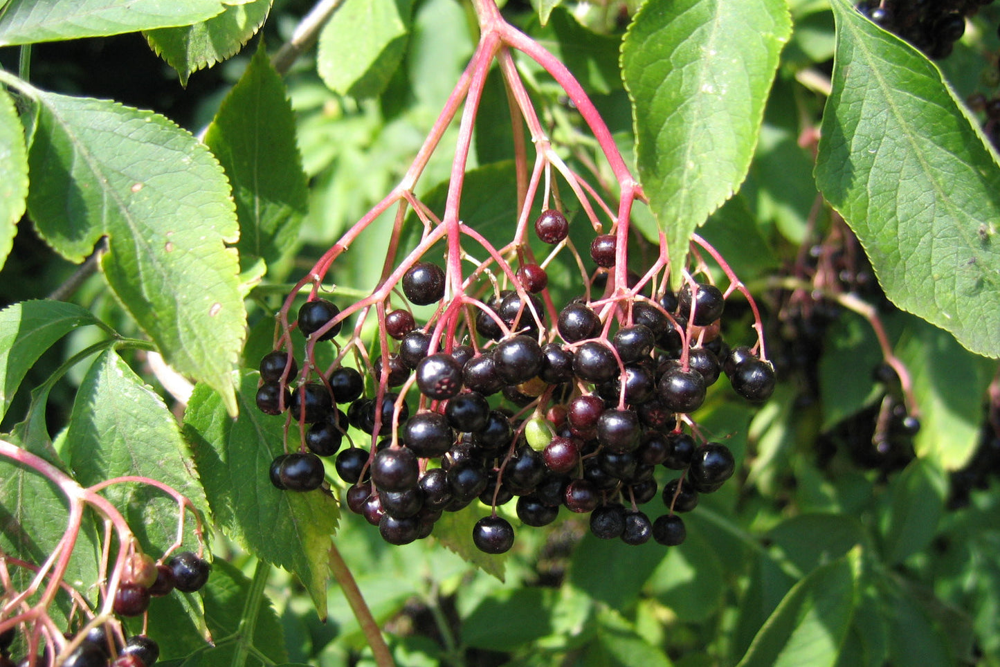 Cluster of black berries with green leaves on a branch
