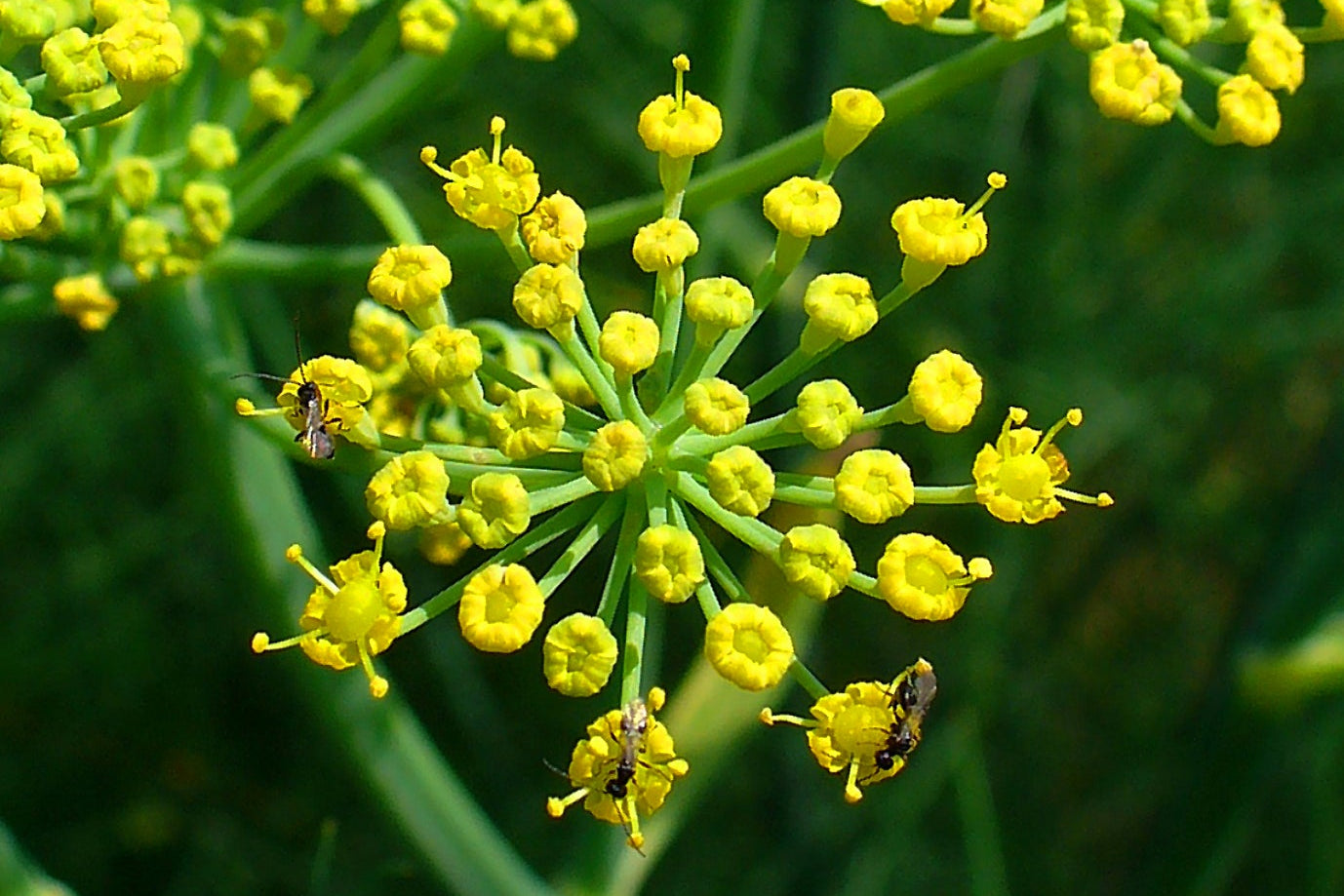 Fennel flowers, yellow and green stems
