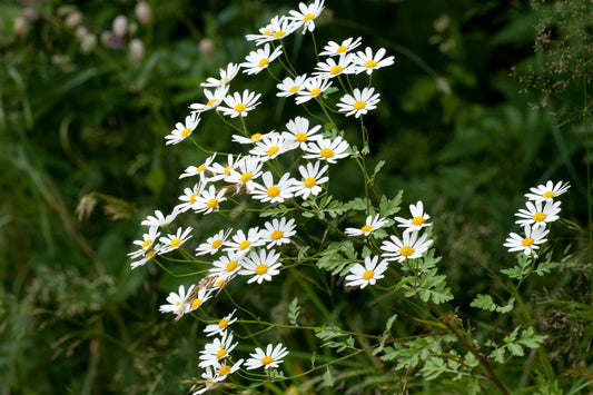 Tanacetum parthenium - fever few daisy yellow and white, with small green lives.