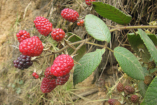 Red berries on a branch with green leaves against a natural background