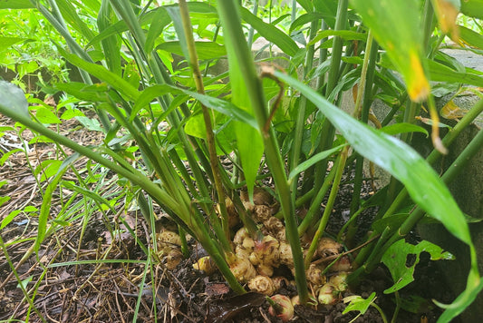 ginger root - Zingiber officinale , roots and leaf.